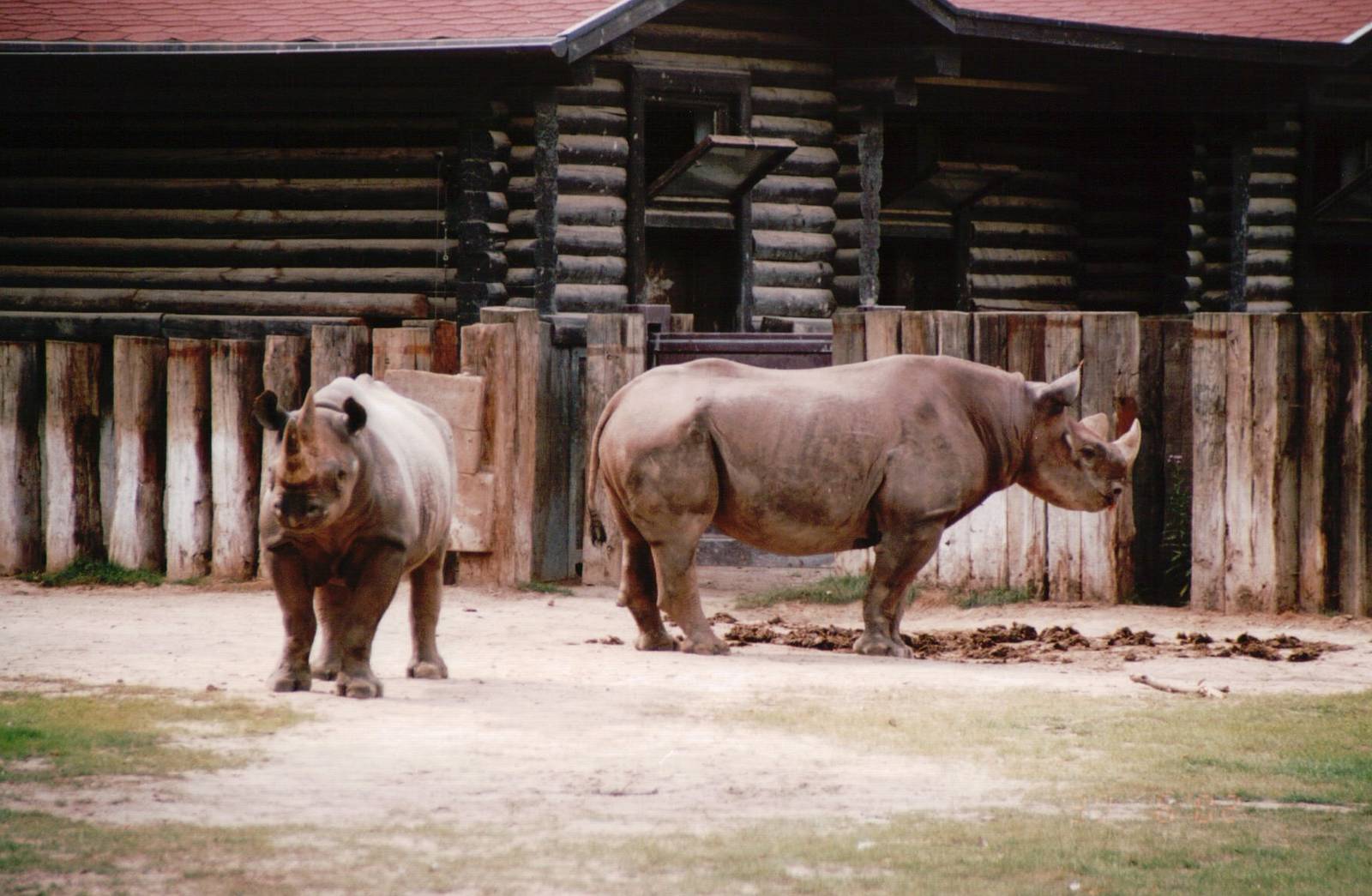 Leipzig Zoo 2002 - Black Rhinoceros