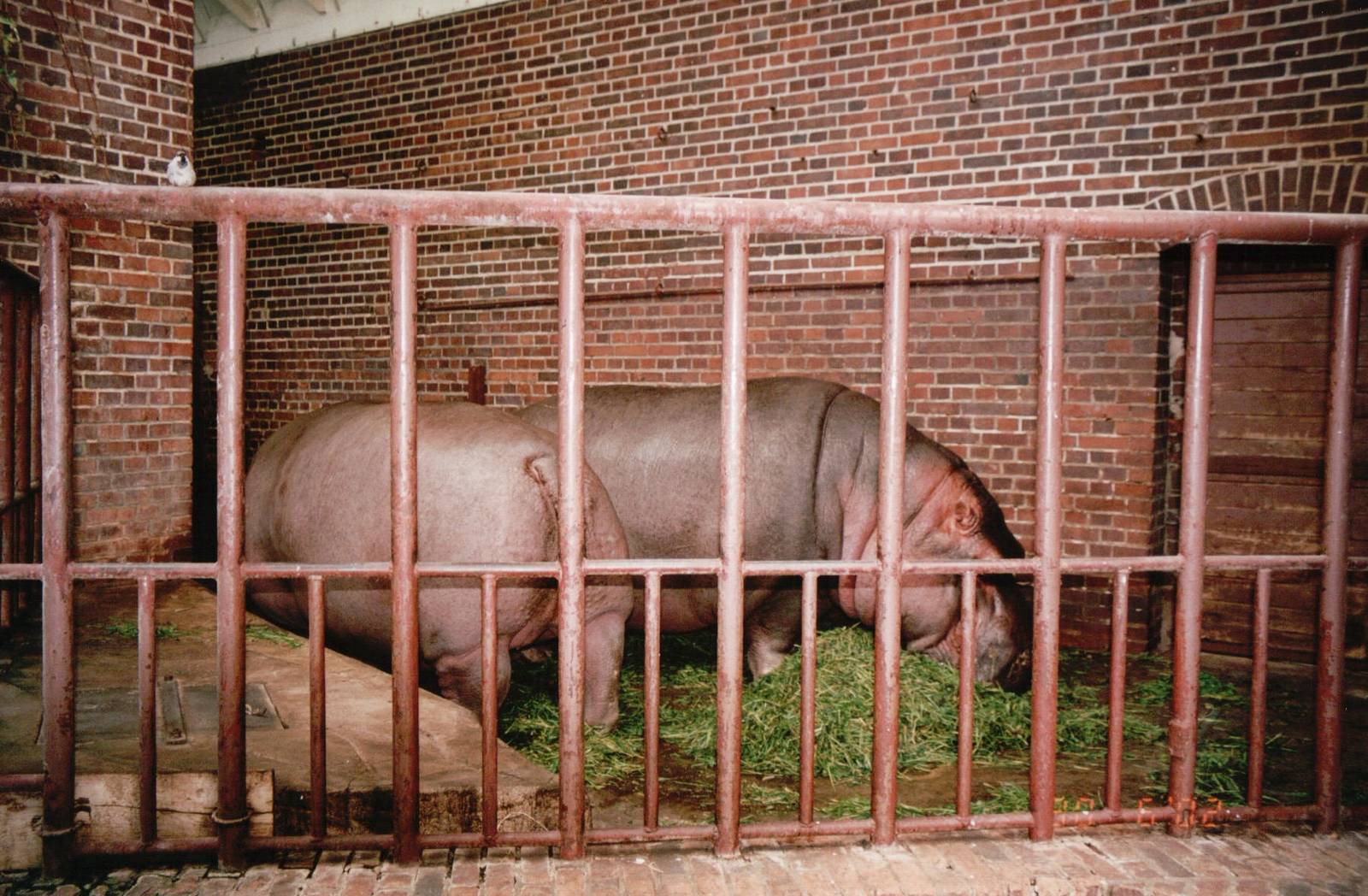 Leipzig Zoo 2002 - Common Hippopotamus indoor exhibit