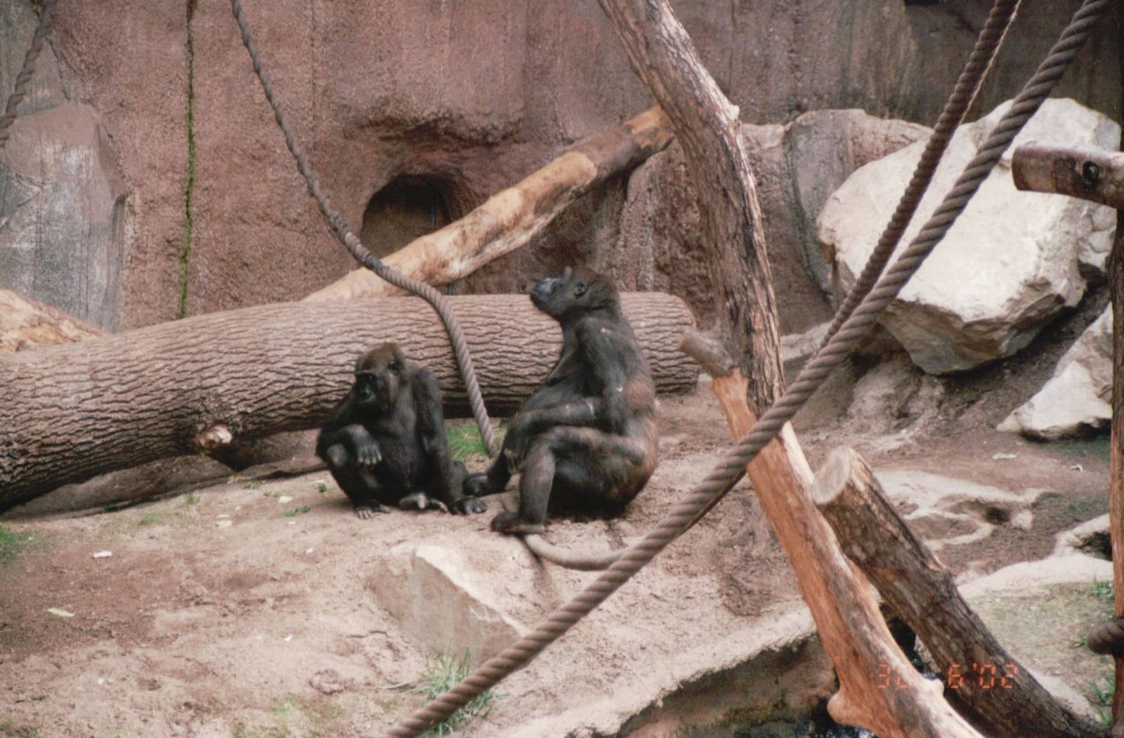 Leipzig Zoo 2002 - Gorilla indoor exhibit in Pongoland