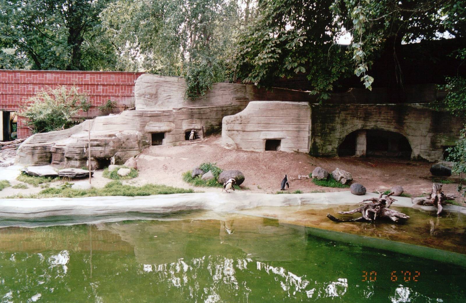 Leipzig Zoo 2002 - Jackass Penguin exhibit