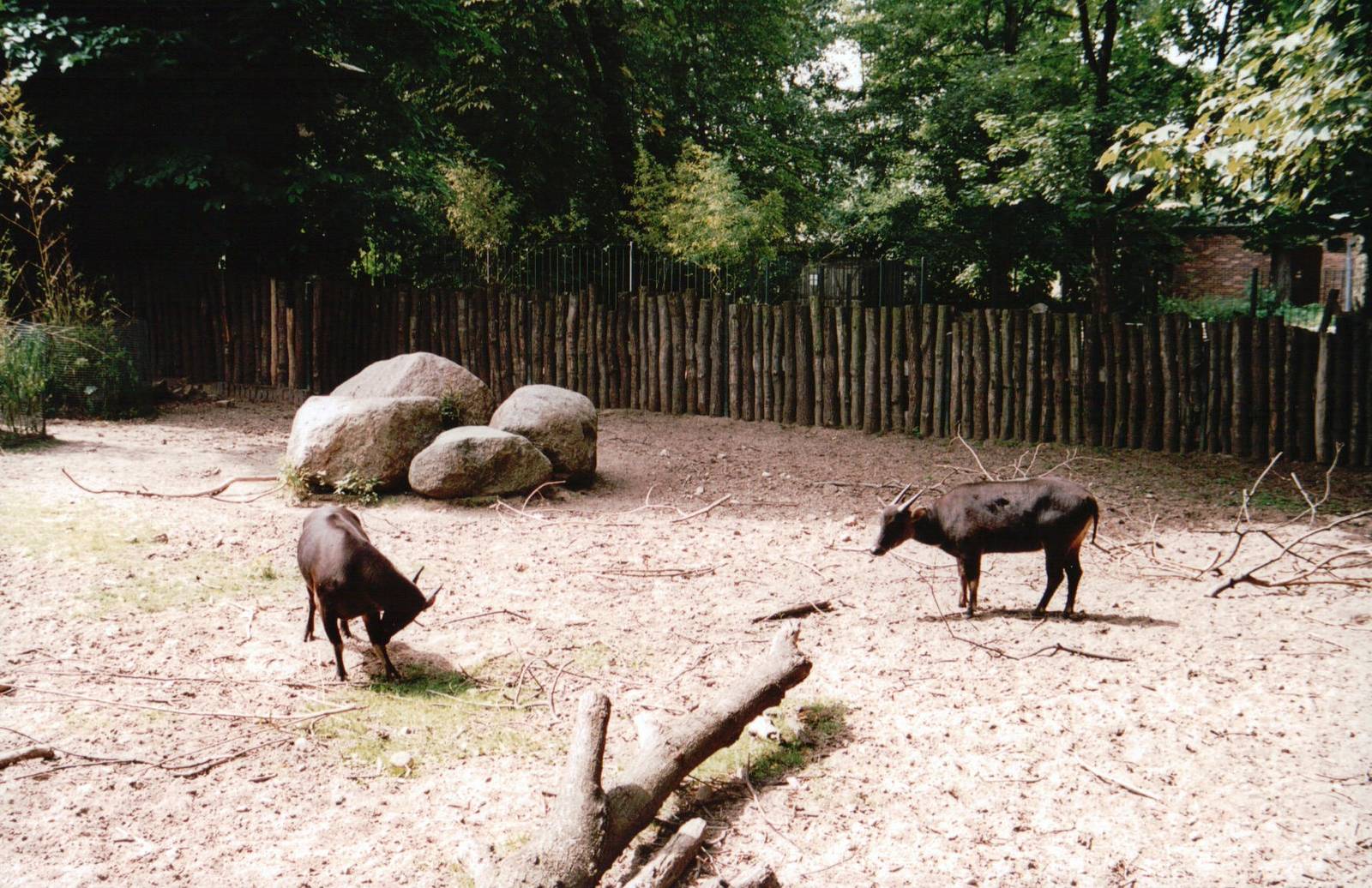 Leipzig Zoo 2002 - Lowland Anoa exhibit