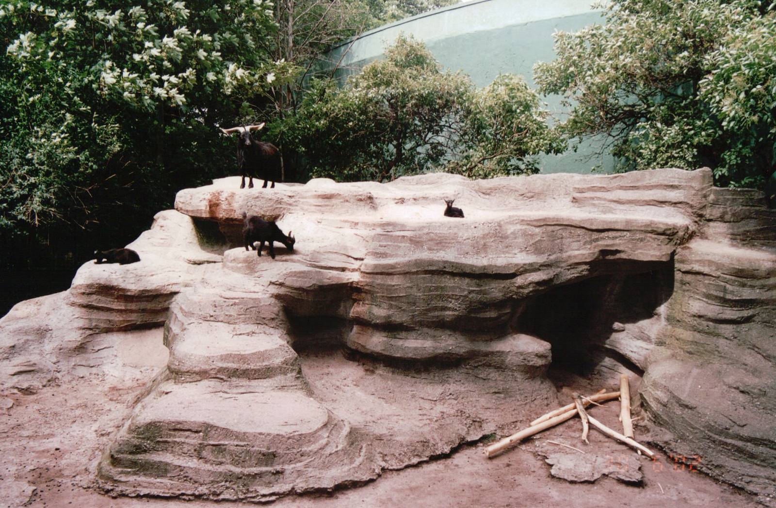 Leipzig Zoo 2002 - Pigmy Goat exhibit