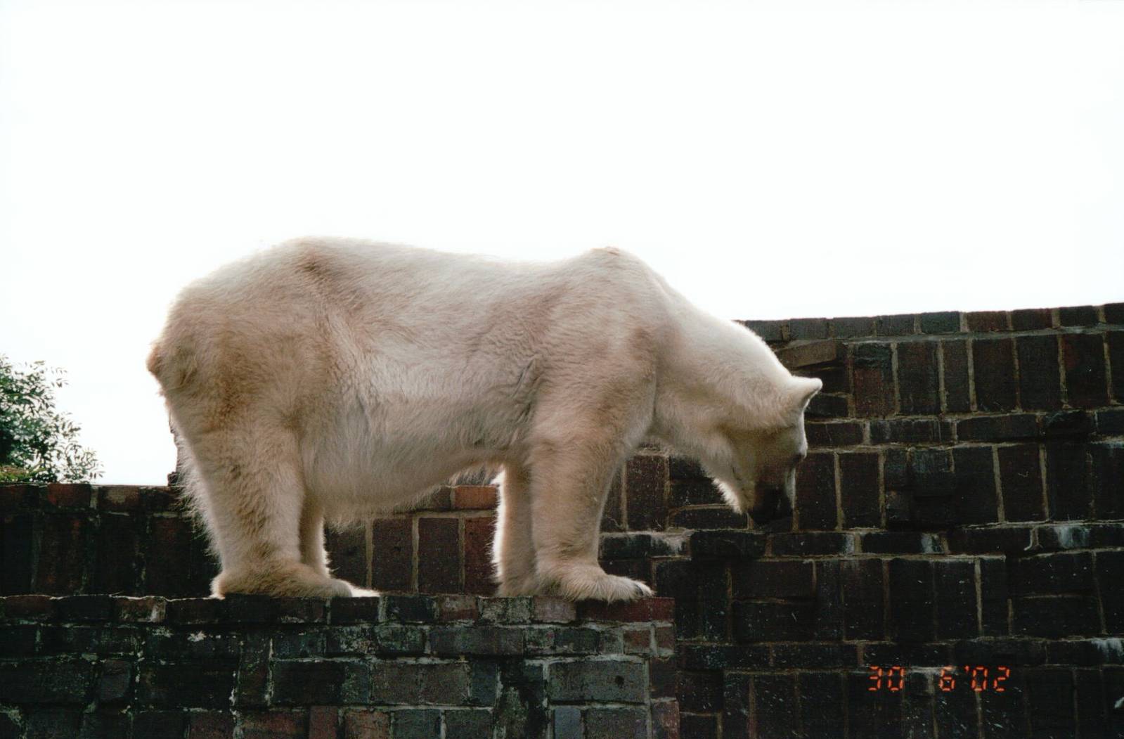 Leipzig Zoo 2002 - Polar Bear