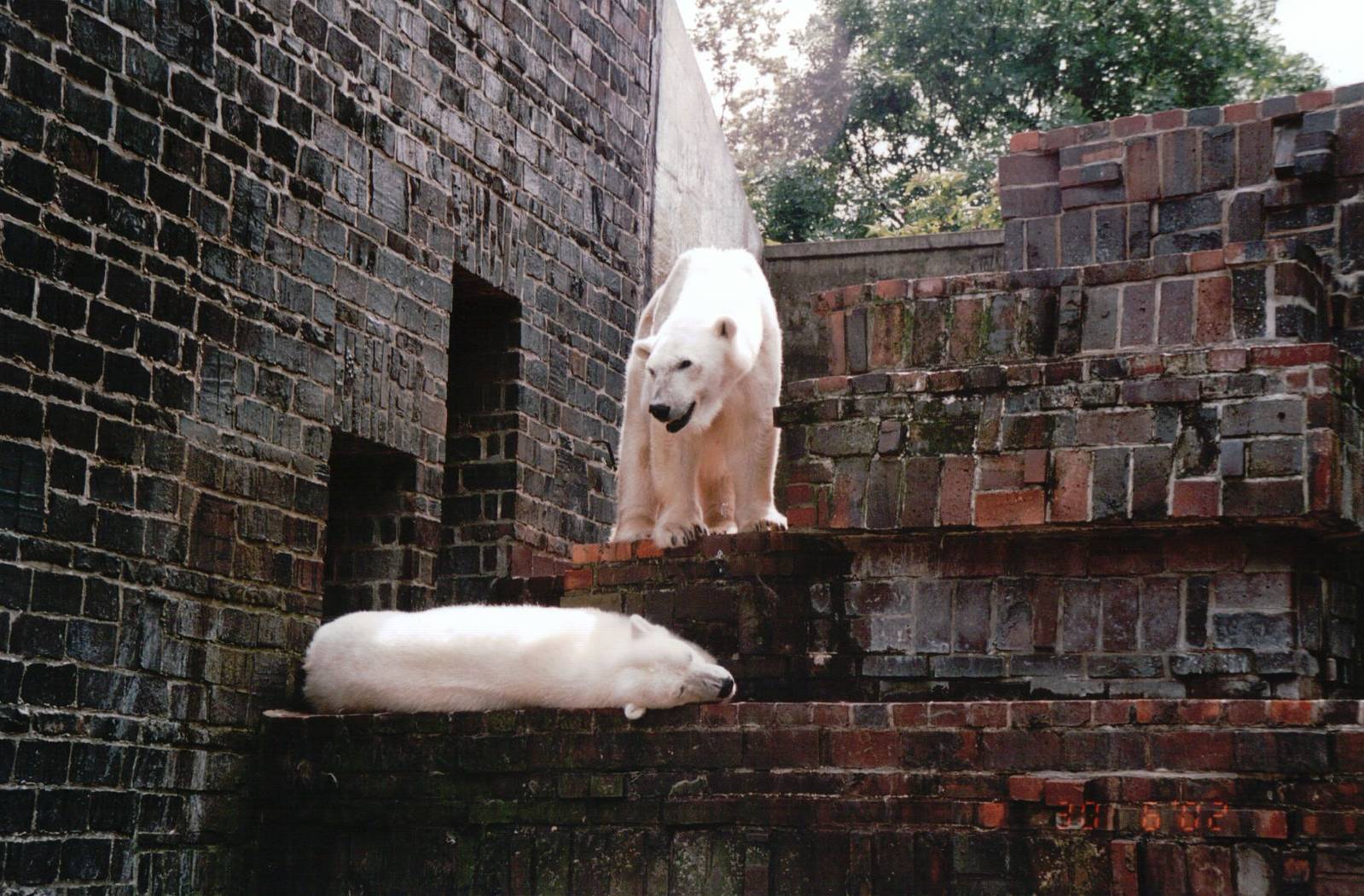 Leipzig Zoo 2002 - Polar Bears