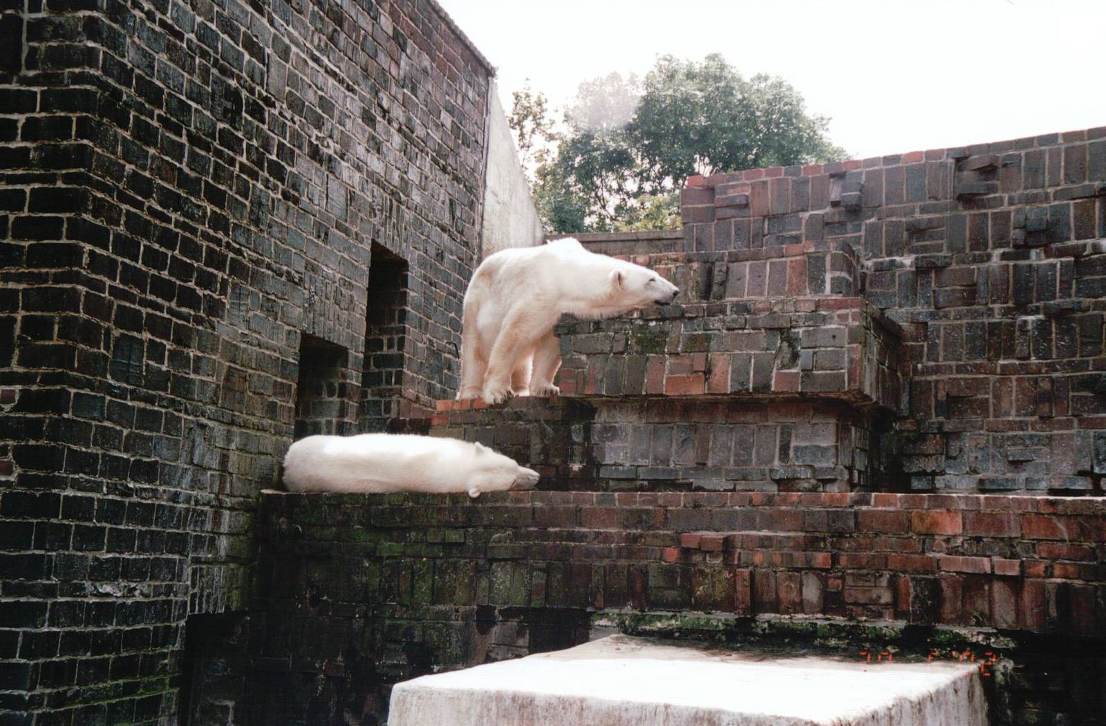 Leipzig Zoo 2002 - Polar Bears