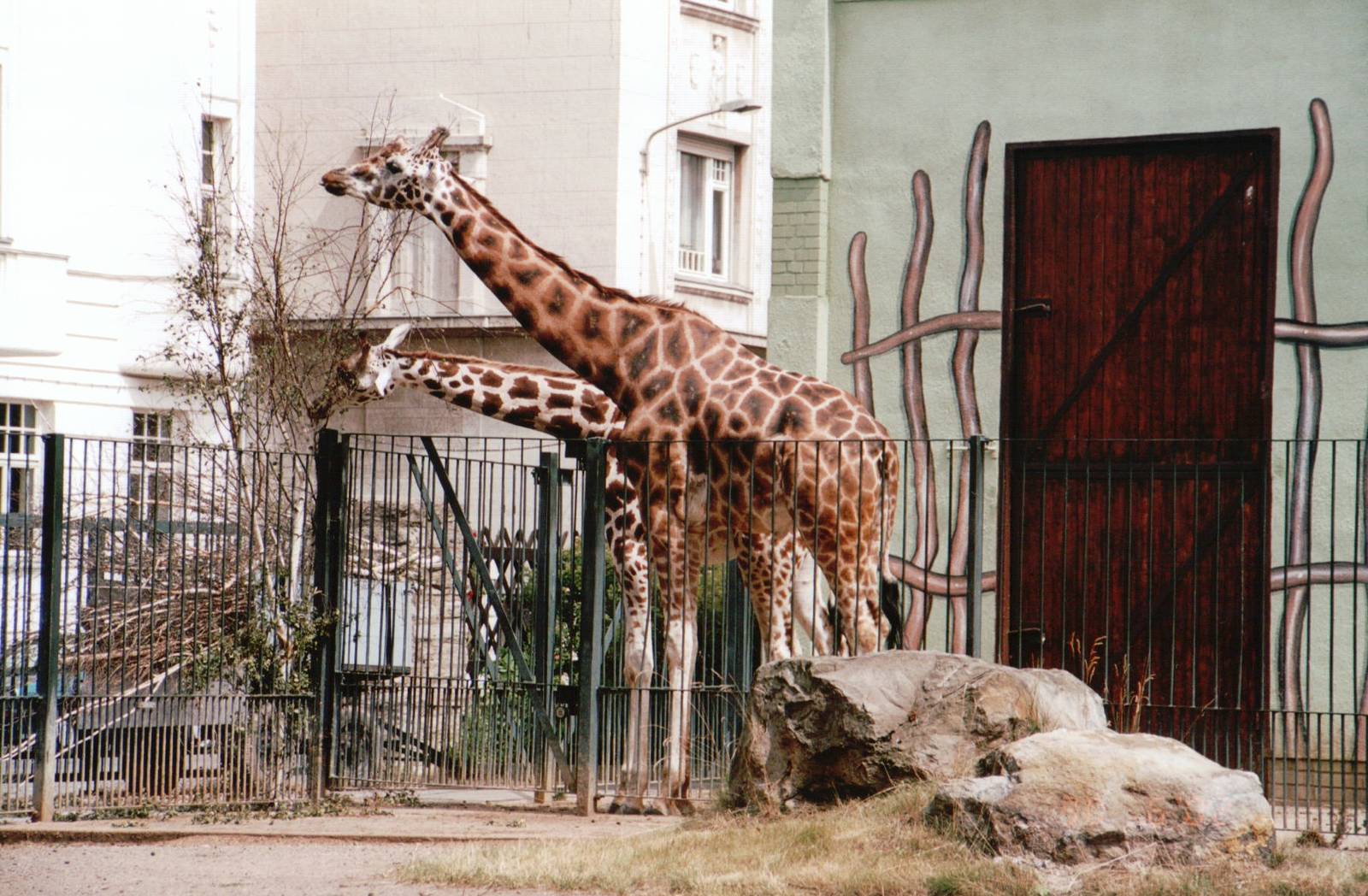 Leipzig Zoo 2002 - Rothschilds Giraffes