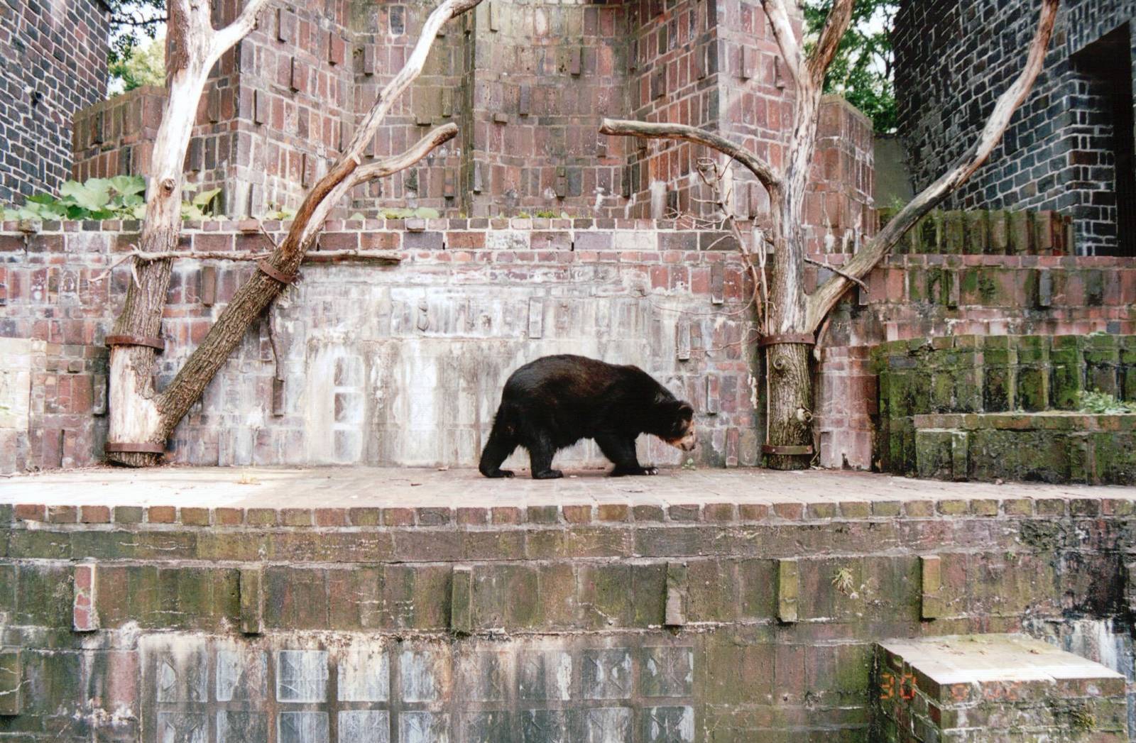 Leipzig Zoo 2002 - Spectacled Bear
