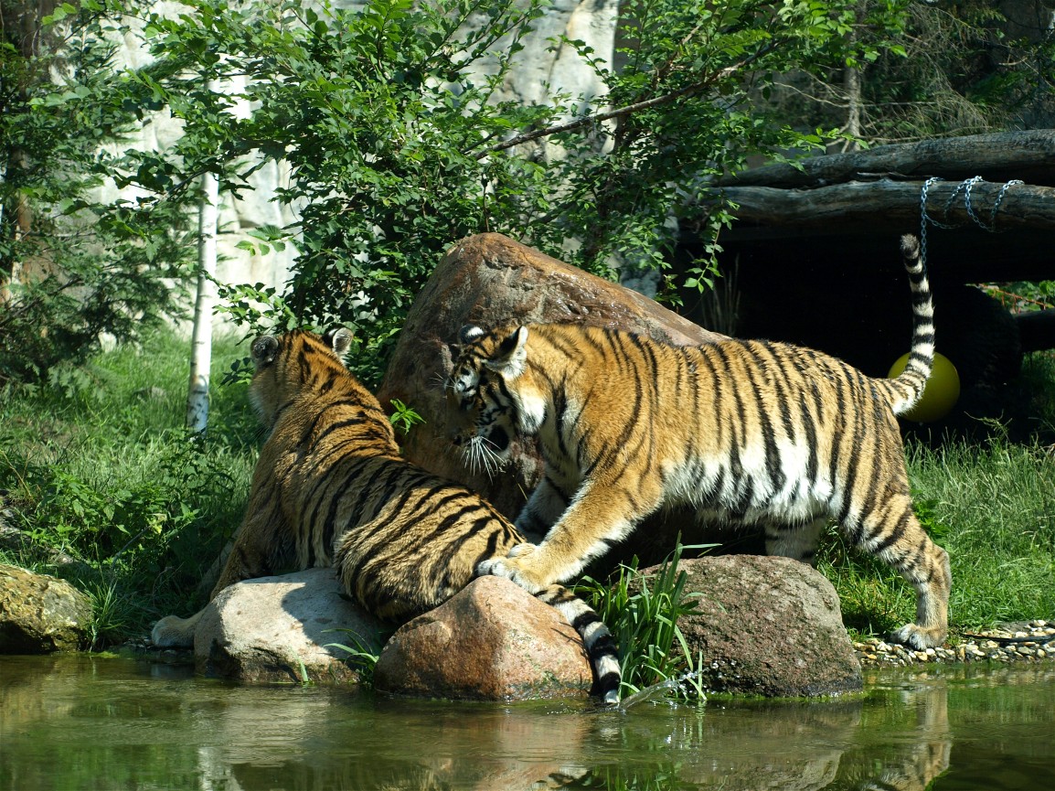 Leipzig Zoo - Amur tigers