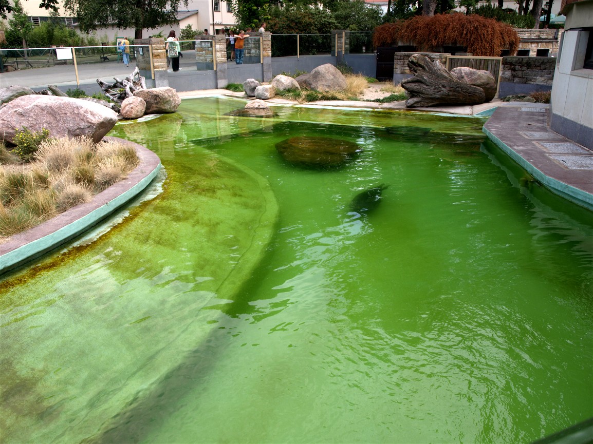 Leipzig Zoo - Baikal seal exhibit