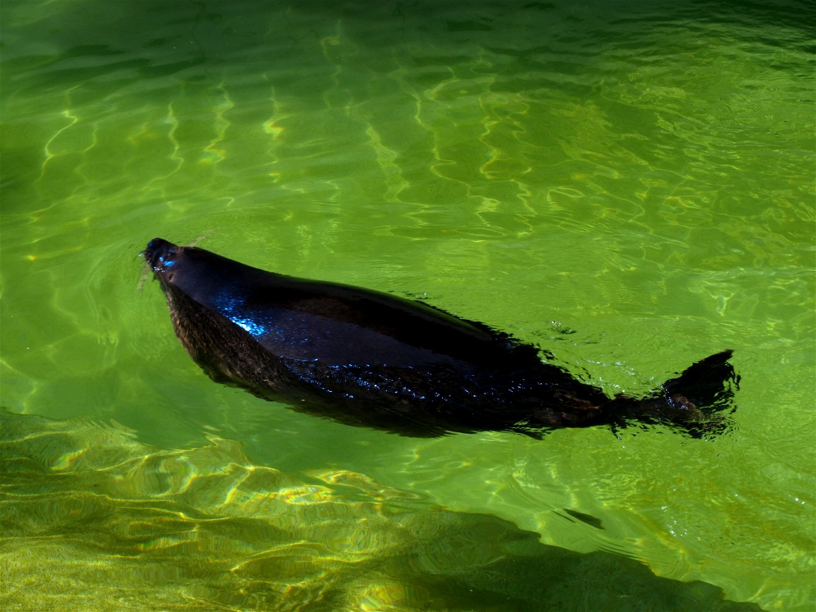 Leipzig Zoo - Baikal seal