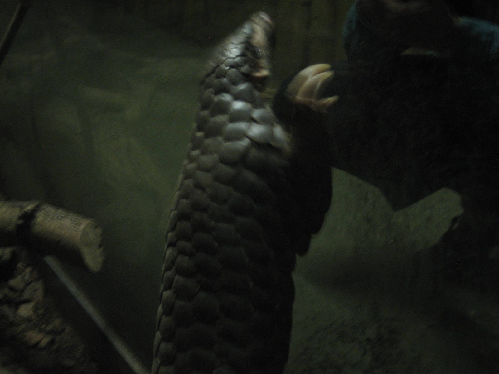Leipzig Zoo - Chinese pangolin