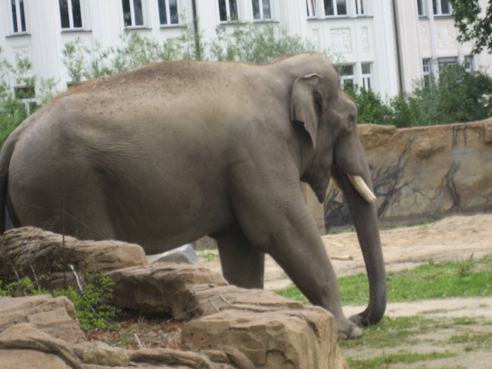 Leipzig Zoo - Elephant bull