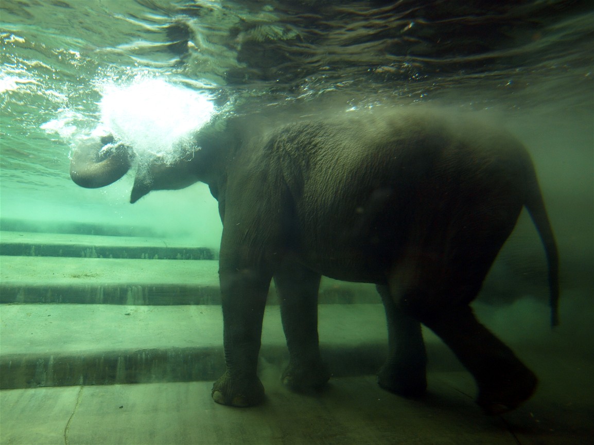 Leipzig Zoo - Elephant Underwater