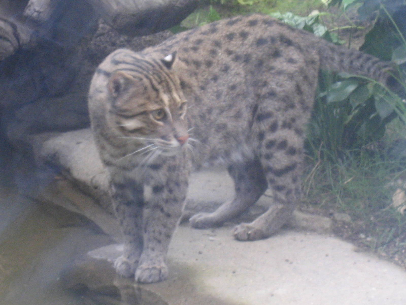 Leipzig Zoo - Fishing cat