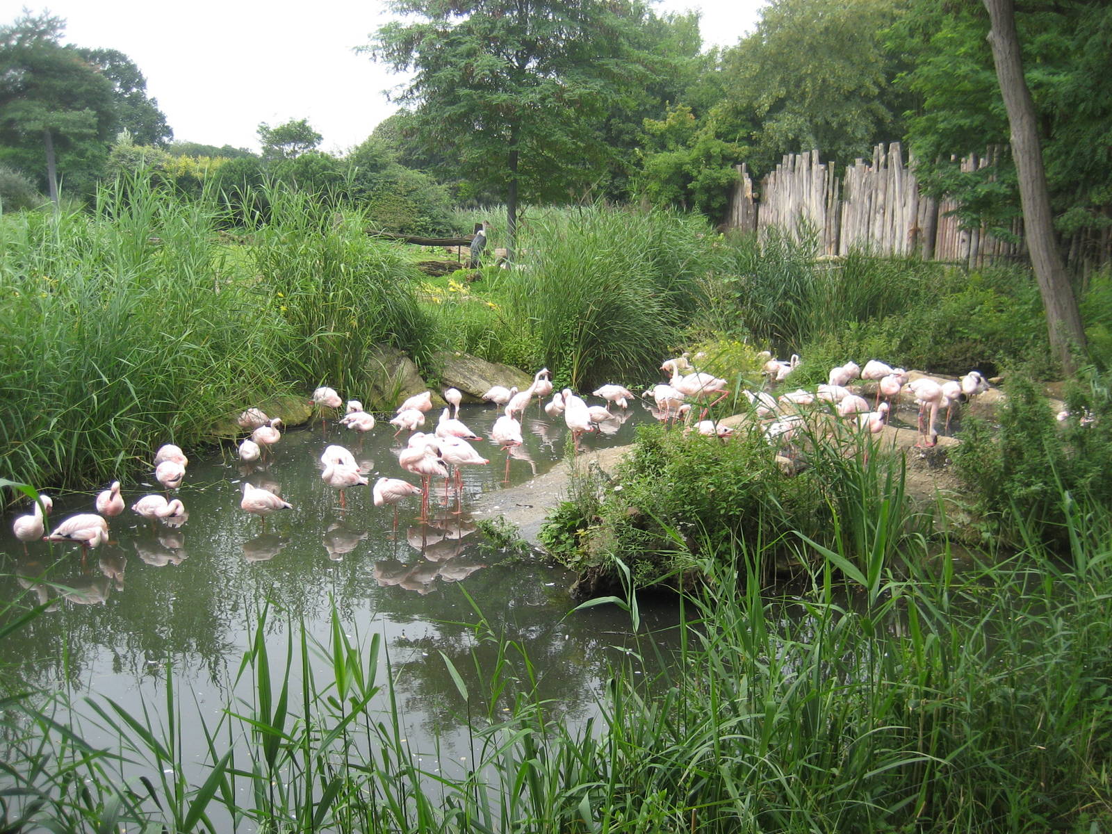 Leipzig Zoo - Flamingo colony