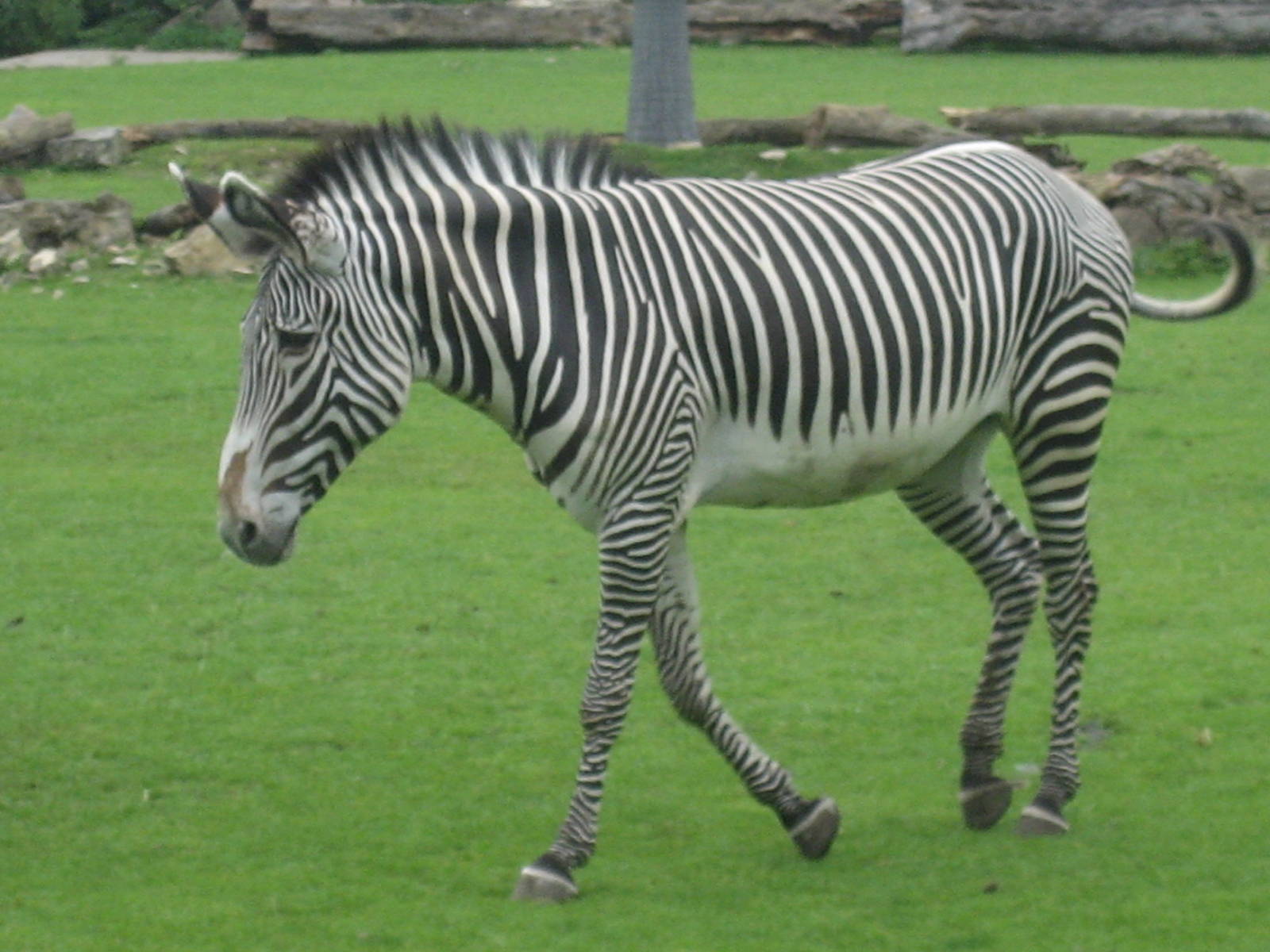 Leipzig Zoo - Grevy's zebra