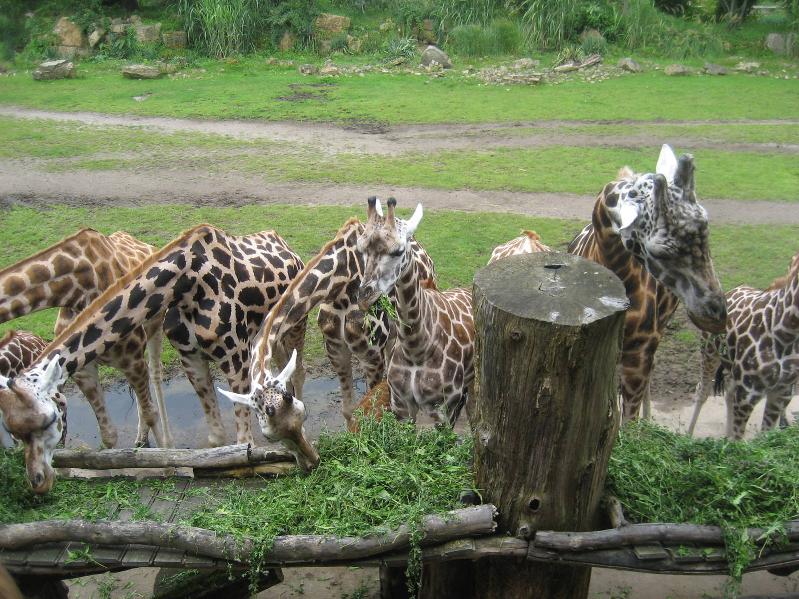 Leipzig Zoo - Group of giraffes
