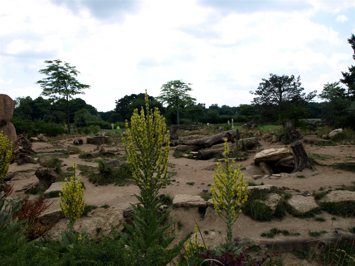 Leipzig Zoo - Hyena exhibit
