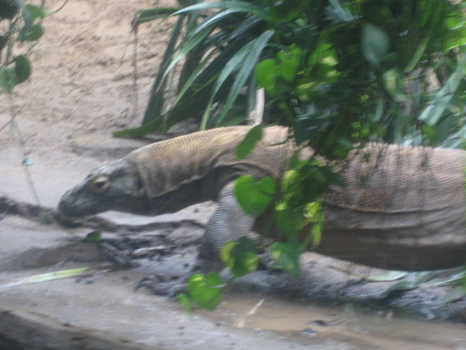 Leipzig Zoo - Komodo dragon