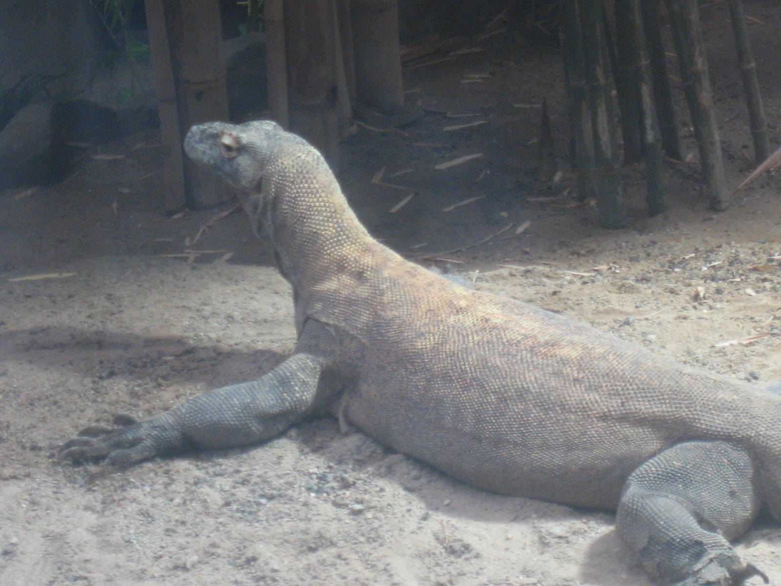 Leipzig Zoo - Komodo dragon