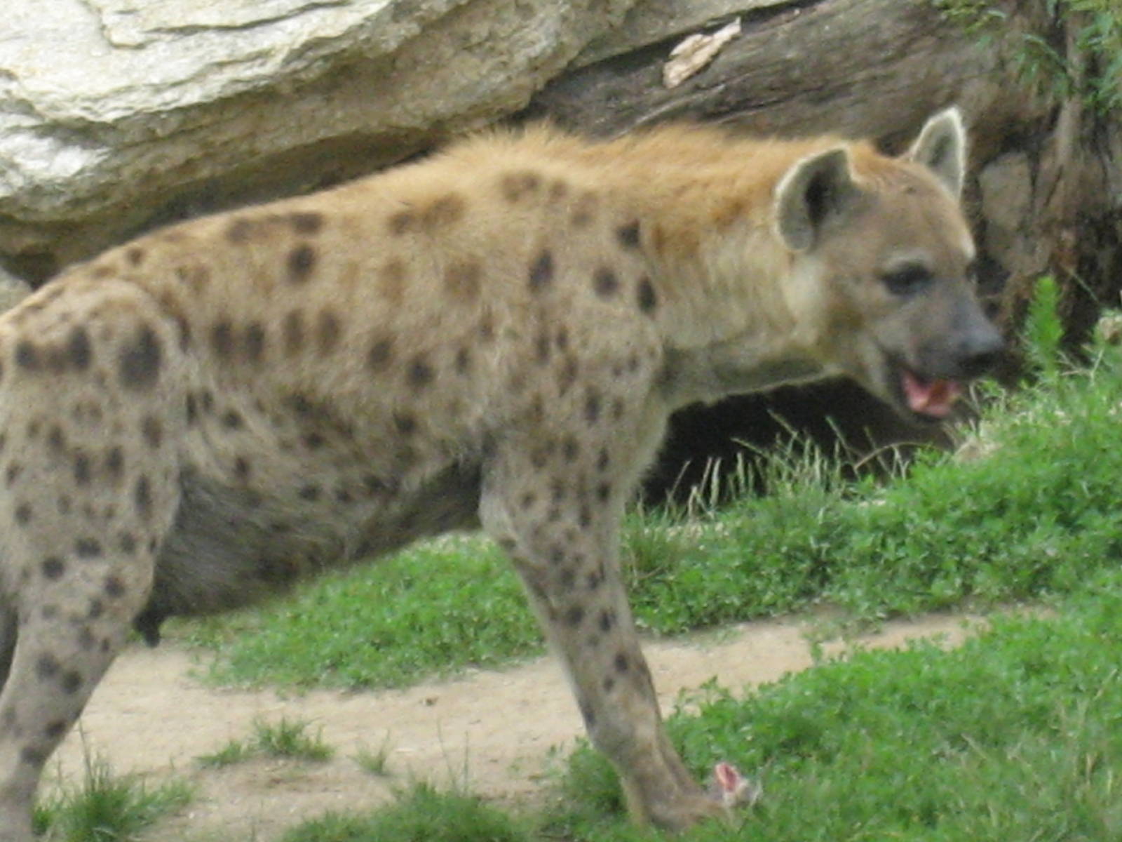 Leipzig Zoo - Spotted hyena