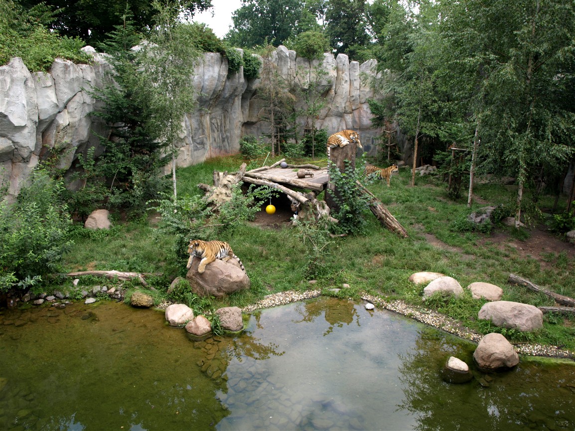 Leipzig Zoo - Tiger Taiga