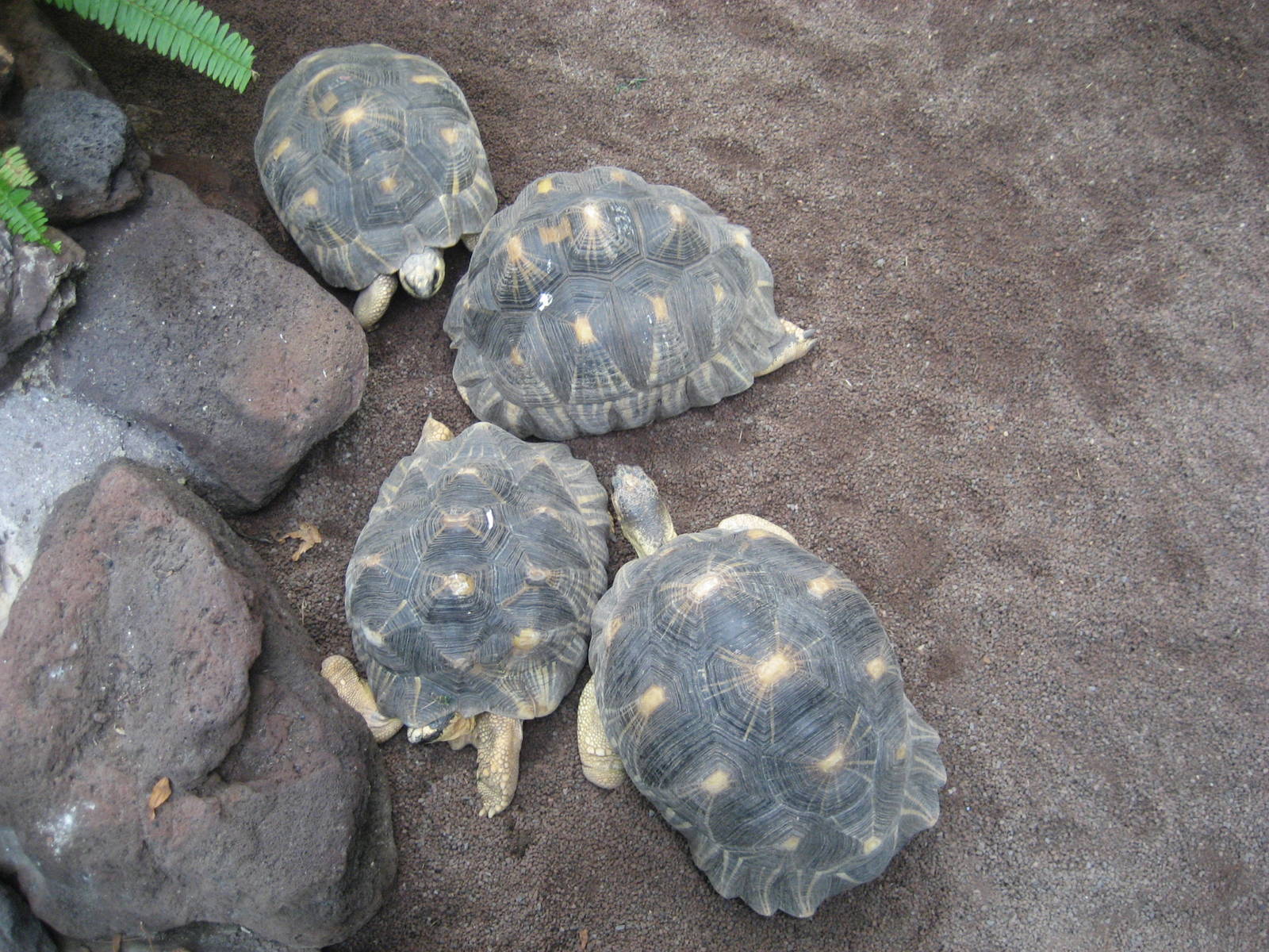 Leipzig Zoo - Tortoises
