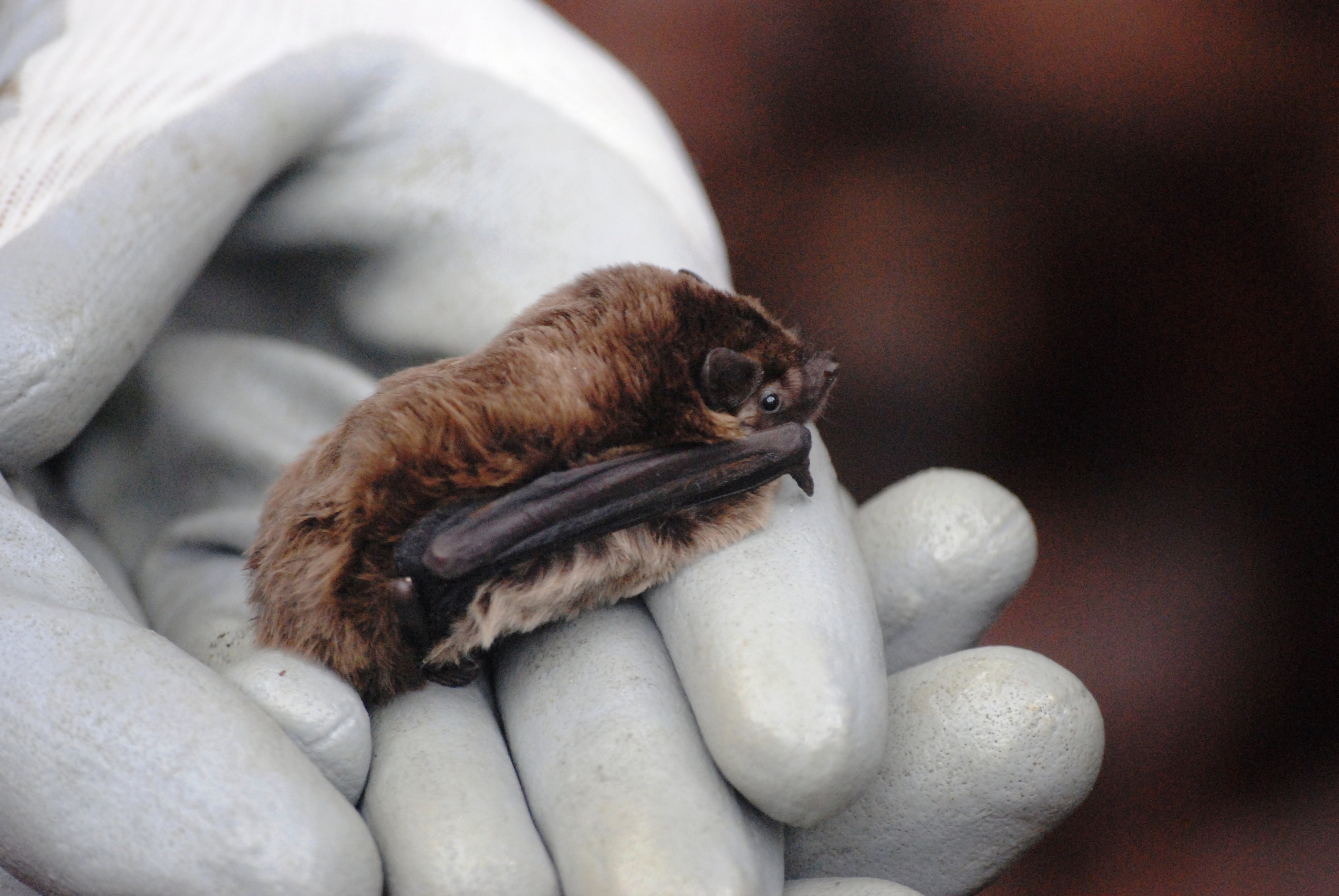 Leisler's Bat, Derbyshire