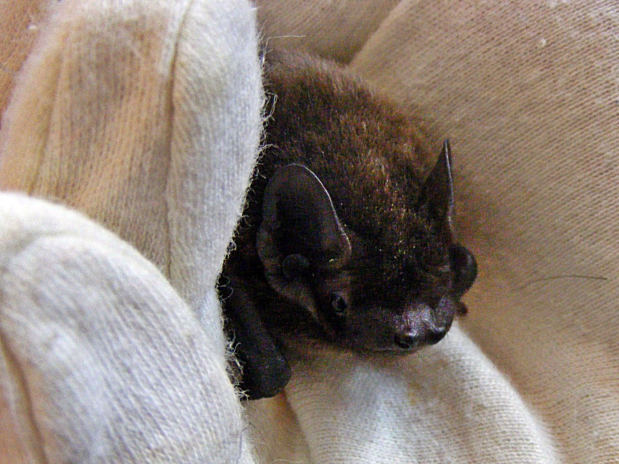 Leisler's bat