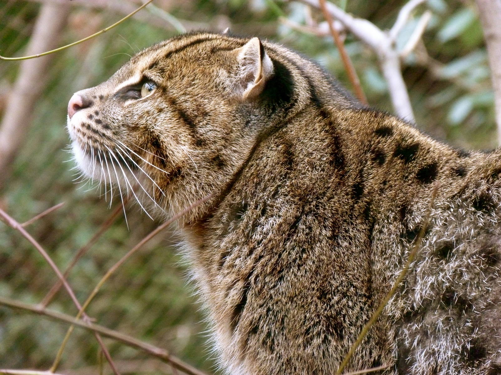 Lek, male fishing cat