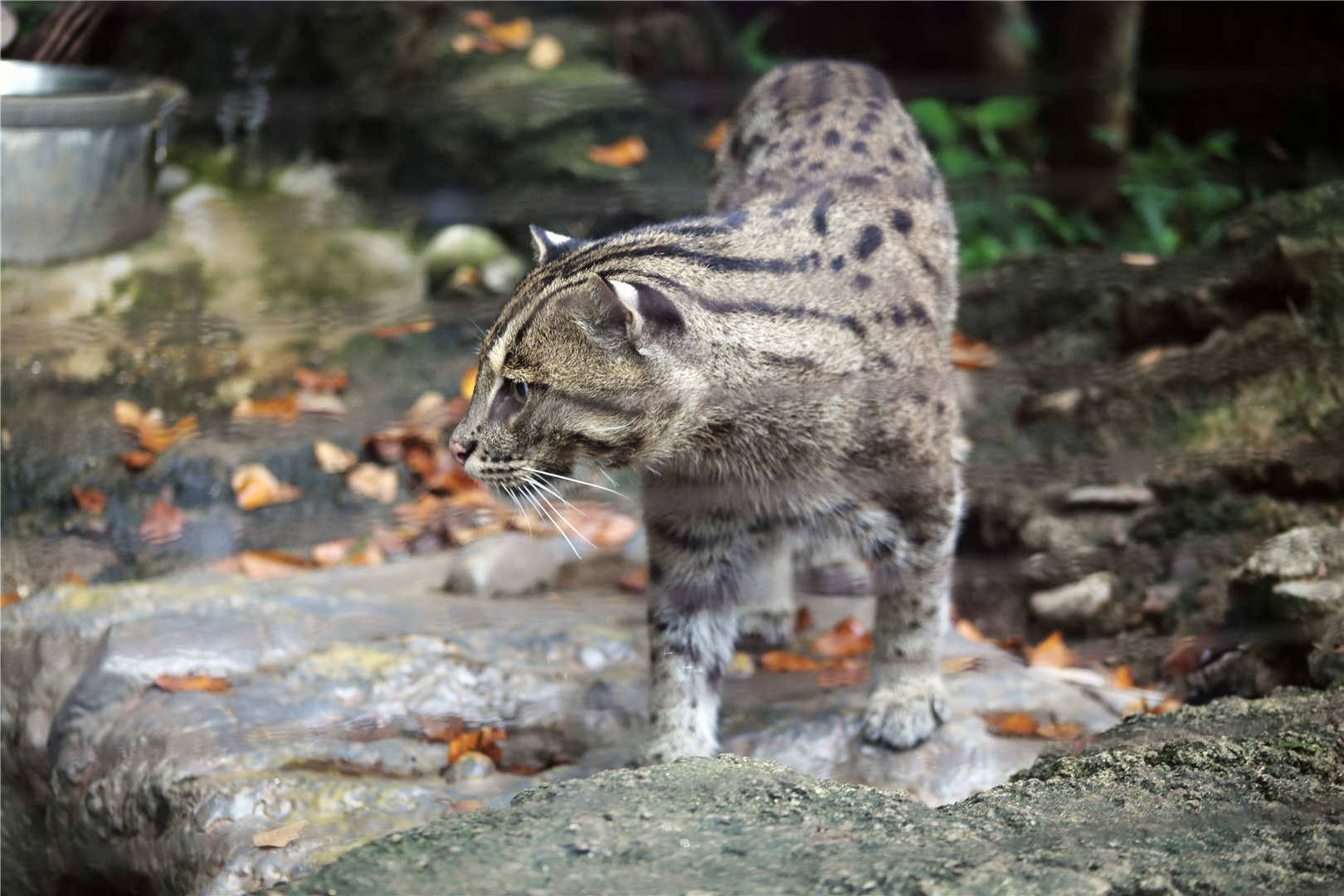 Lek the fishing cat