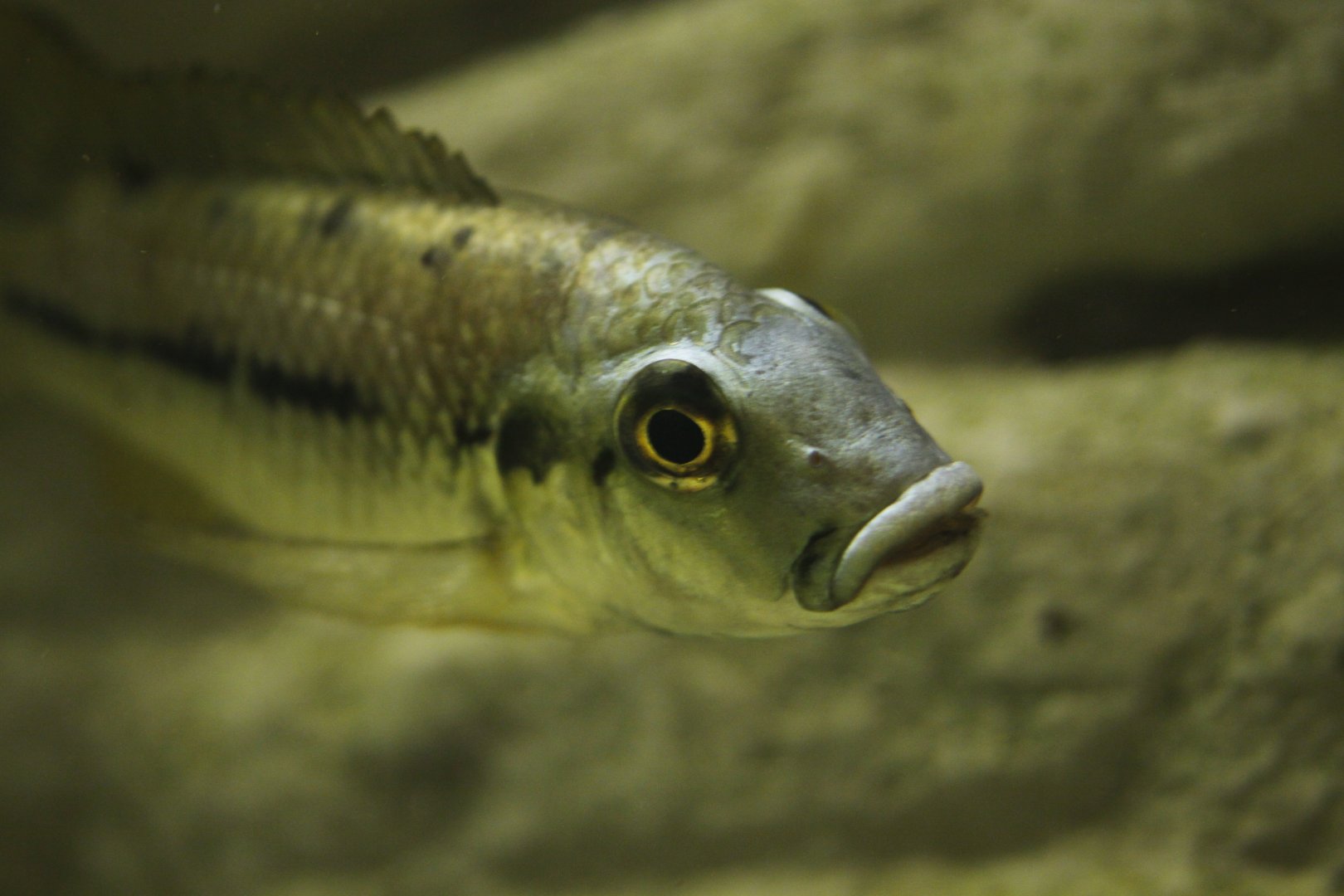 Leka Keppe barombi mbo cichlid (Sarotherodon lohbergeri)