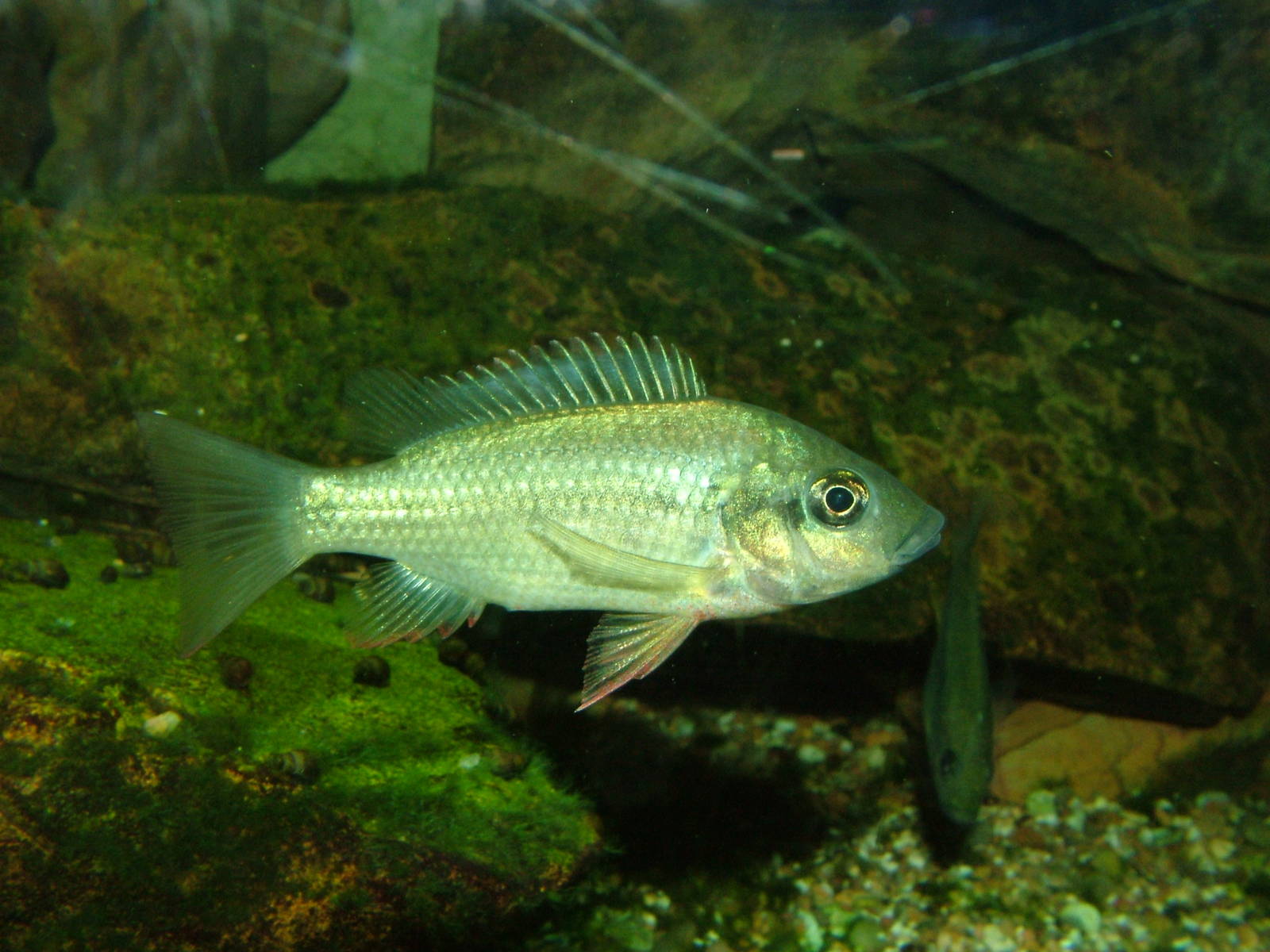 Leka Keppe Cichlid at Bristol 19/12/09