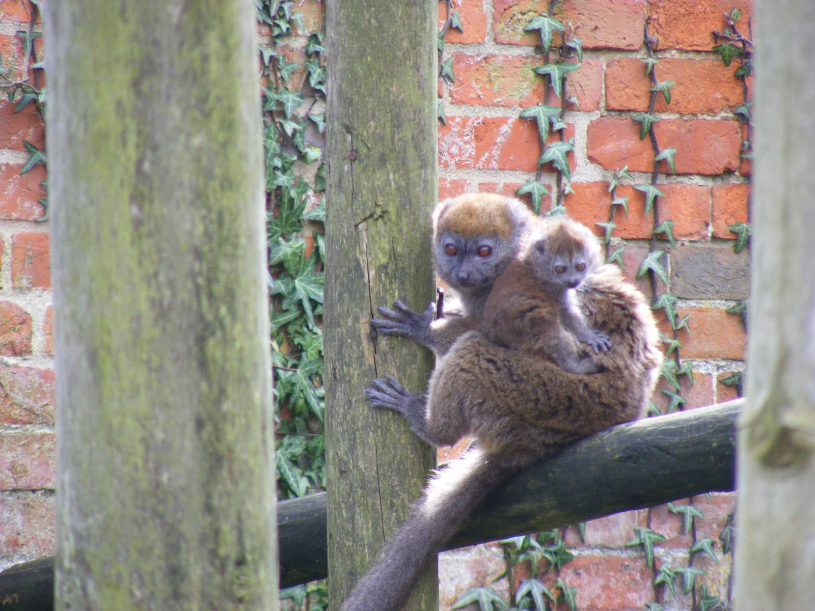 Lelafo and Manga the Alaotran gentle lemurs at Marwell Wildlife, 21 March 2