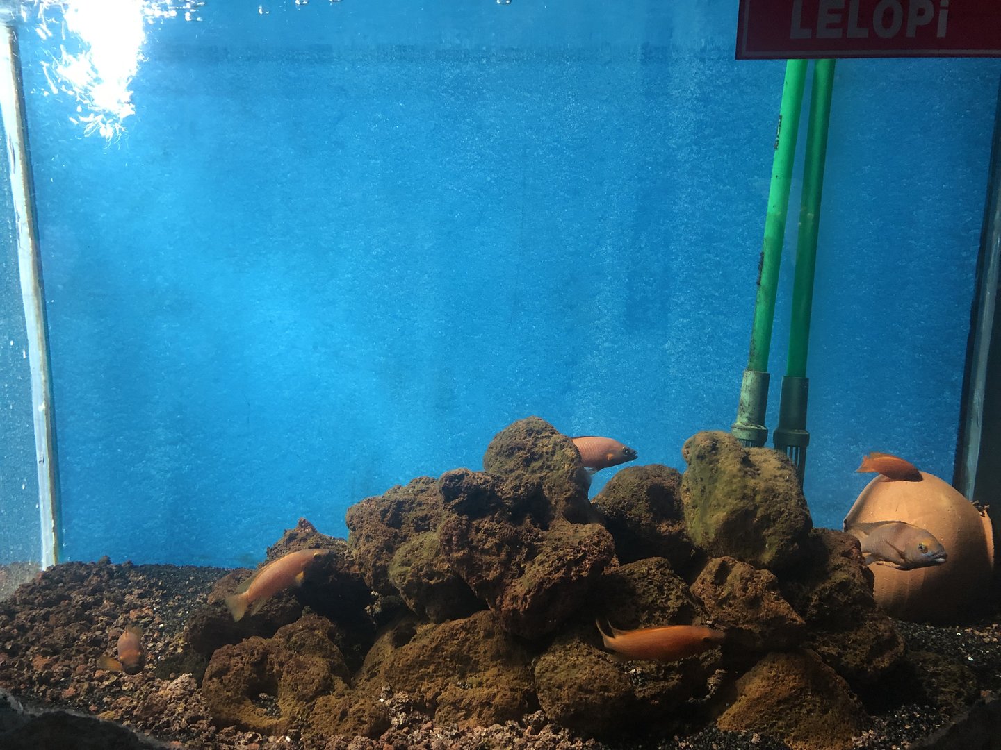 Leleupi Chichlid (?) tank at the Ankara Domestic Animals Park
