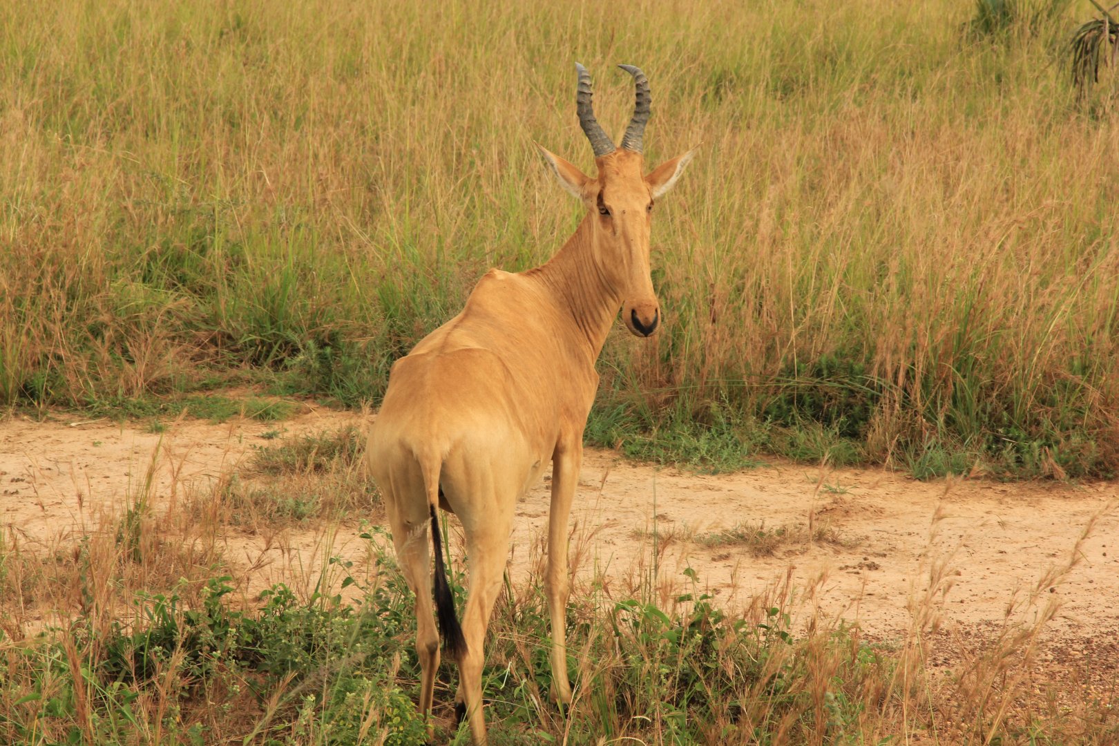 Lelwel hartebeest (December 2019)