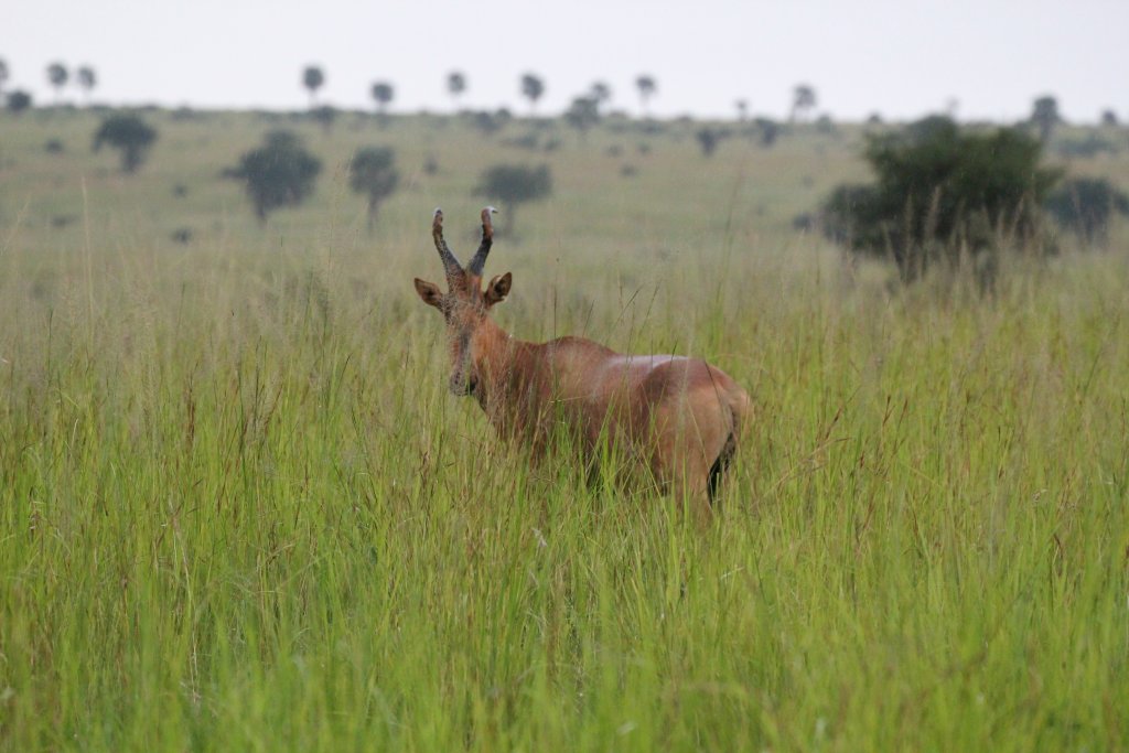 Lelwel Hartebeest