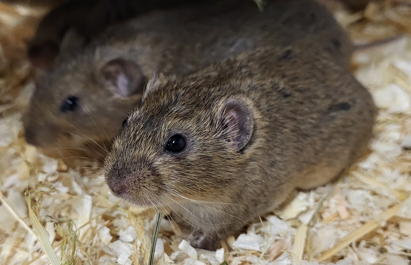 Lemming species 1 ID