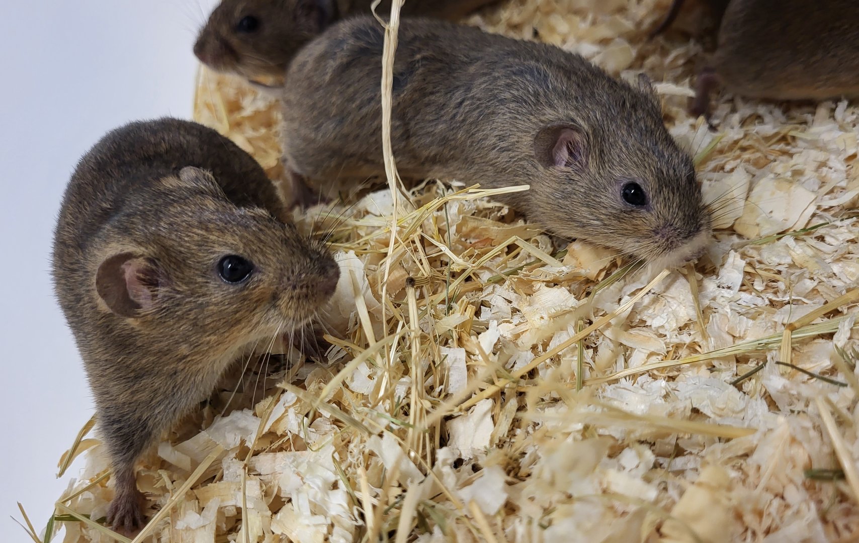 Lemming species 1 ID