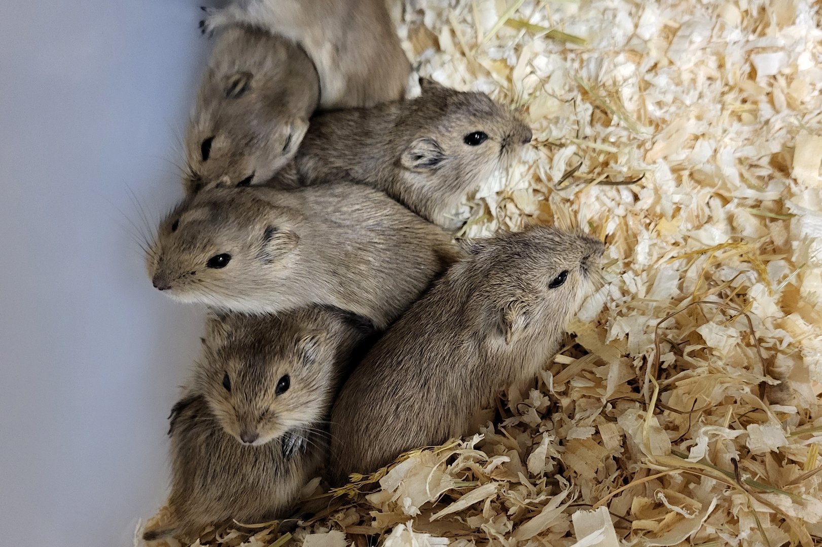 Lemming species 2 ID