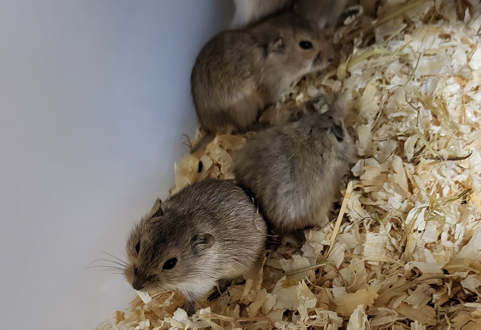 Lemming species 2 ID