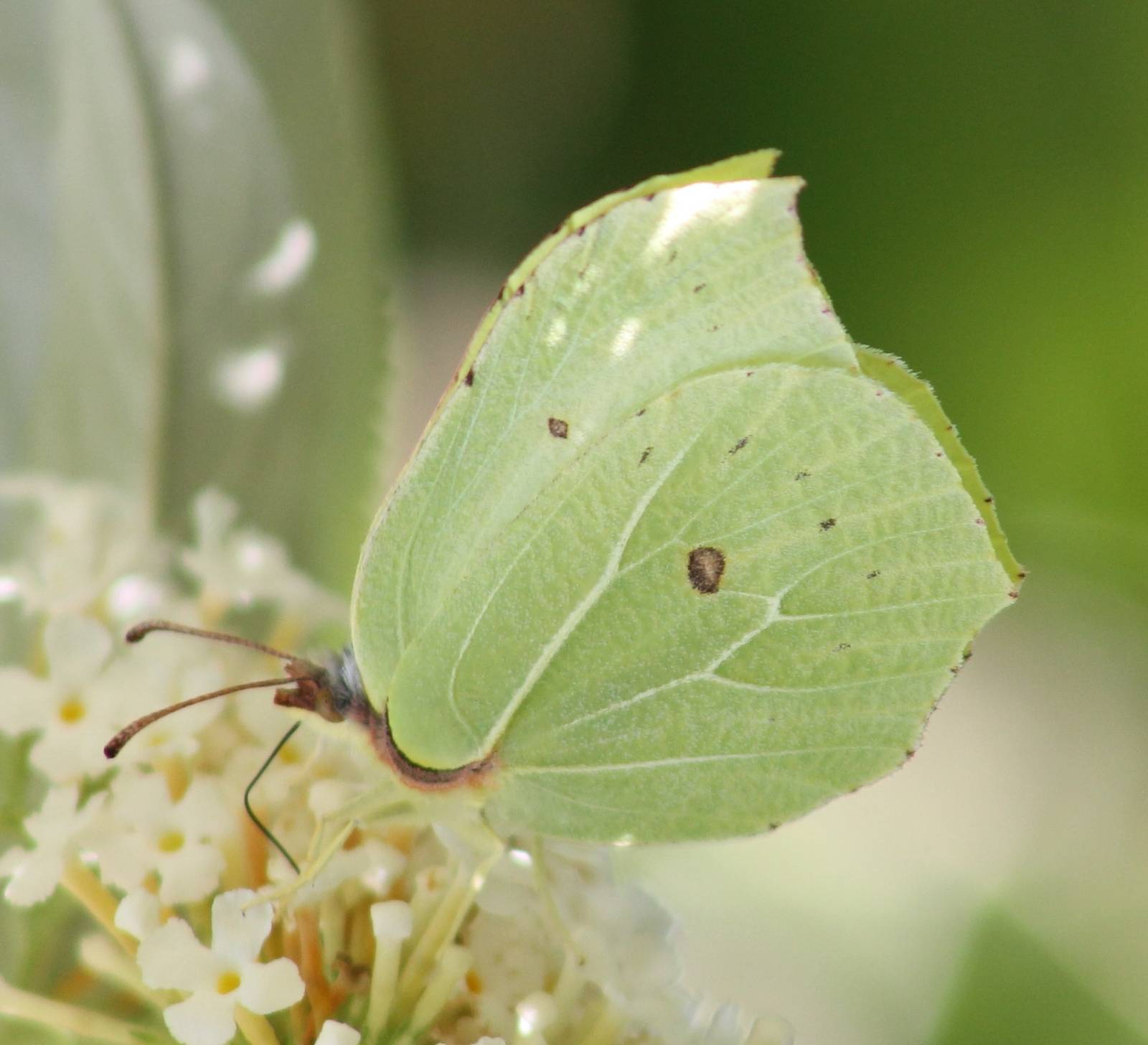 Lemmon butterfly