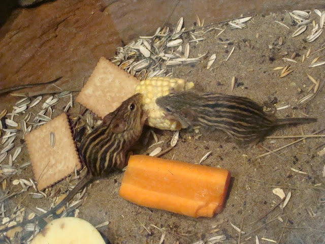 Lemniscomys barbarus