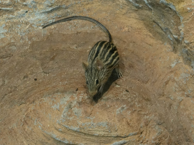 Lemniscomys barbarus