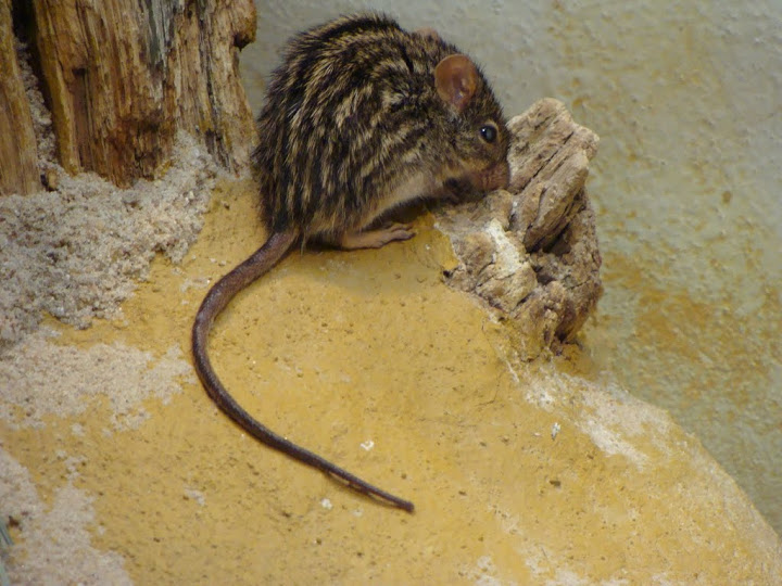 Lemniscomys barbarus