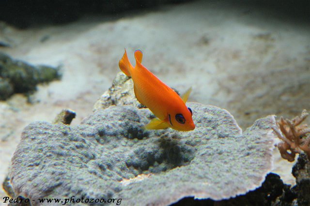 Lemon angelfish (Centropyge flavissimus)