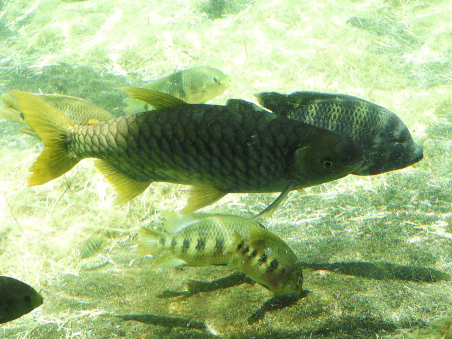 Lemon Barb (Hypsibarbus wetmorei)