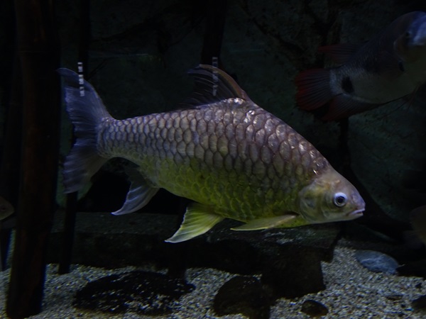 Lemon barb  (Hypsibarbus wetmorei)