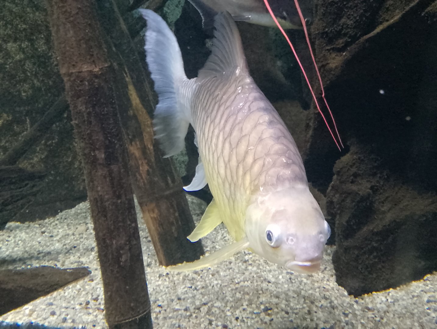 Lemon barb