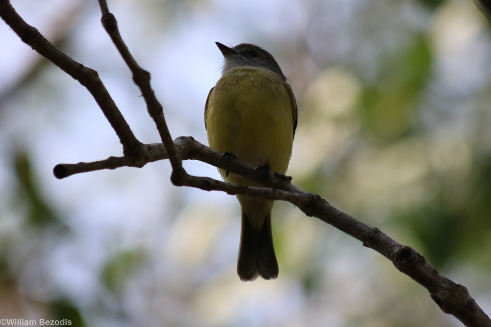 Lemon-bellied Flycatcher at the East Point Mangroves, Darwin